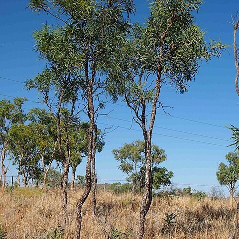 Grevillea mimosoides unspecified picture