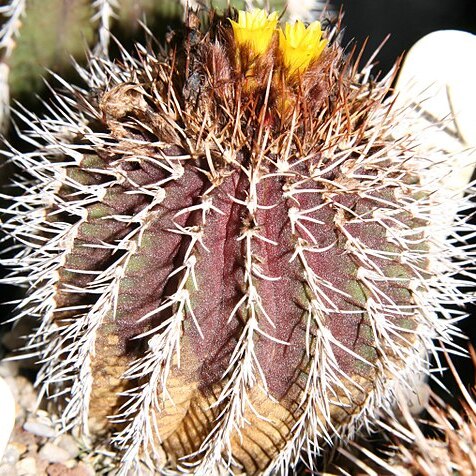 Uebelmannia buiningii unspecified picture