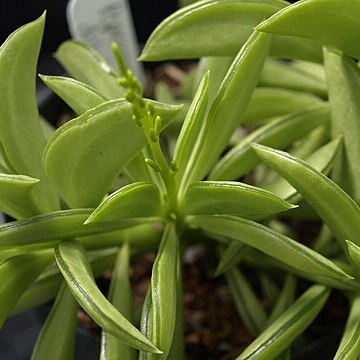 Peperomia dolabriformis unspecified picture