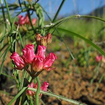 Microloma tenuifolium unspecified picture
