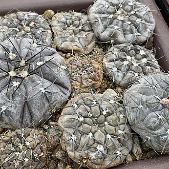 Gymnocalycium berchtii unspecified picture