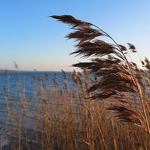 Phragmites unspecified picture