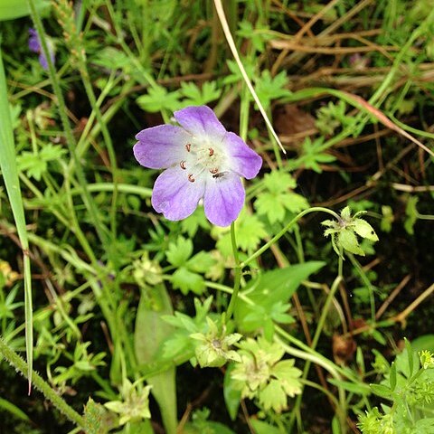 Nemophila phacelioides unspecified picture