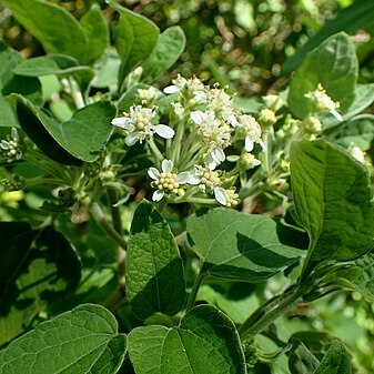 Montanoa tomentosa unspecified picture
