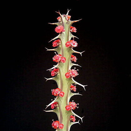 Euphorbia meridionalis unspecified picture