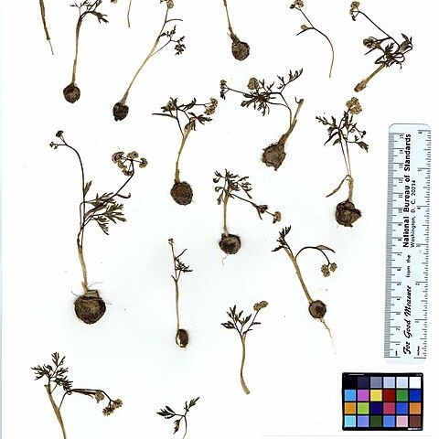 Lomatium piperi unspecified picture