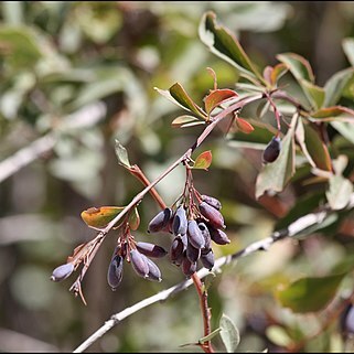 Berberis integerrima unspecified picture