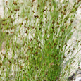 Rhynchospora knieskernii unspecified picture