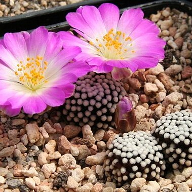Mammillaria luethyi unspecified picture