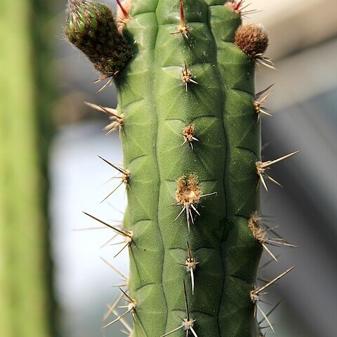 Rauhocereus unspecified picture