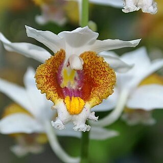 Gastrorchis steinhardtiana unspecified picture
