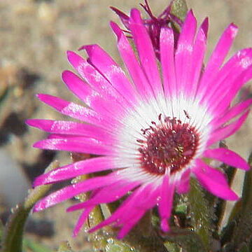 Cleretum bellidiforme unspecified picture