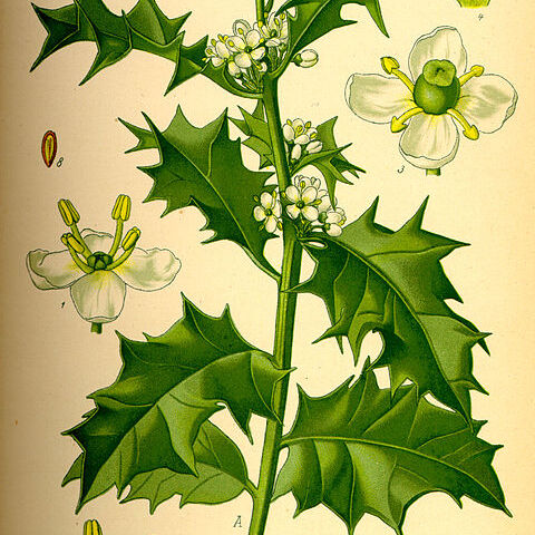 Aquifoliaceae unspecified picture