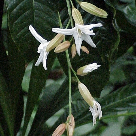 Erythrochiton unspecified picture