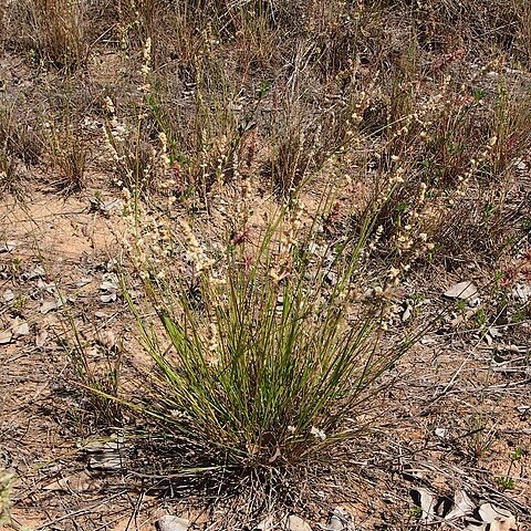 Eragrostis unspecified picture