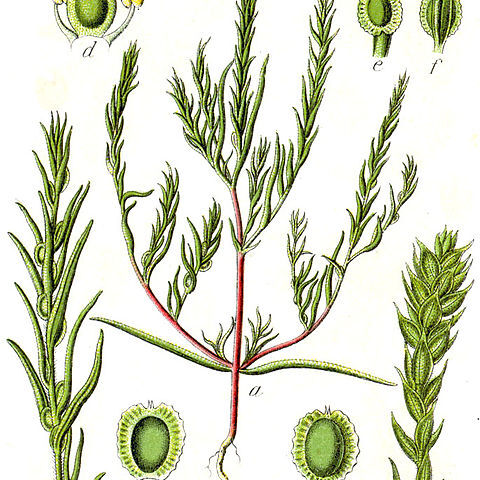 Corispermum marschallii unspecified picture