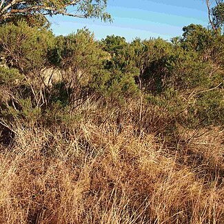Melaleuca dissitiflora unspecified picture