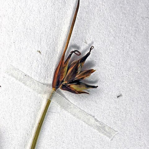 Carex enysii unspecified picture