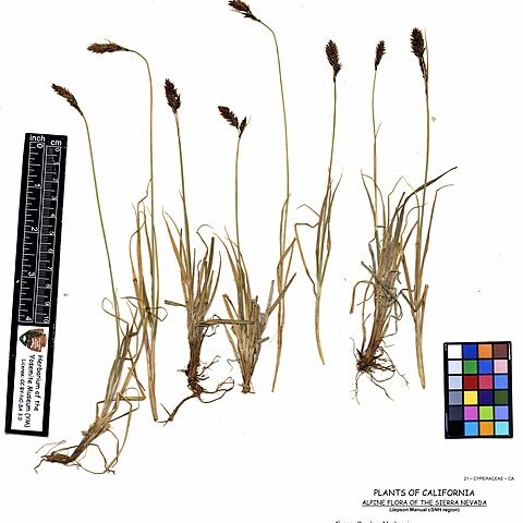 Carex orestera unspecified picture