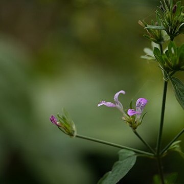 Dicliptera cuneata unspecified picture