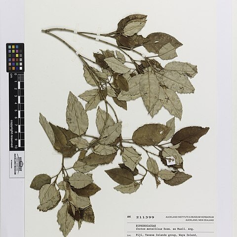 Croton metallicus unspecified picture