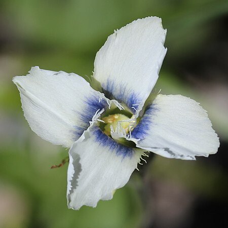 Gentianopsis yabei unspecified picture