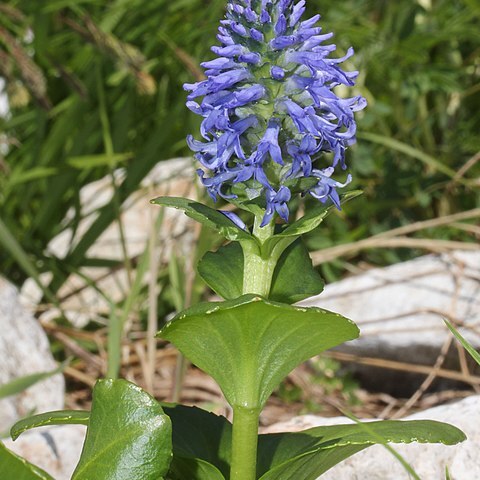Lagotis unspecified picture