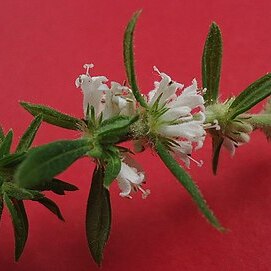 Staelia unspecified picture