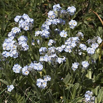 Myosotis olympica unspecified picture