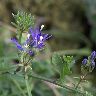 Jasione foliosa unspecified picture