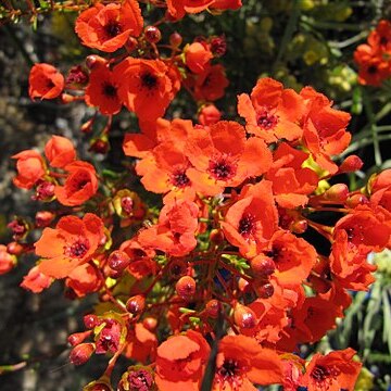 Pileanthus unspecified picture