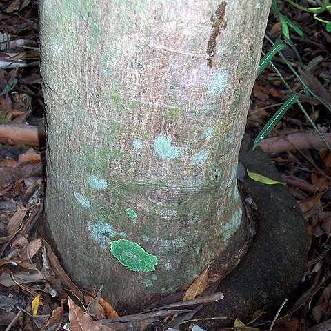 Acronychia suberosa unspecified picture