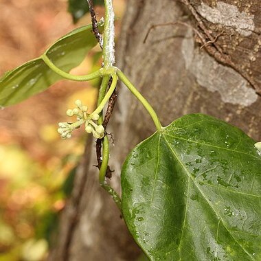 Marsdenia tomentosa unspecified picture