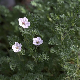 Erodium vetteri unspecified picture