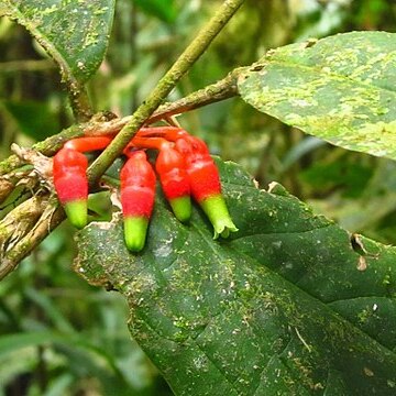 Psammisia unspecified picture