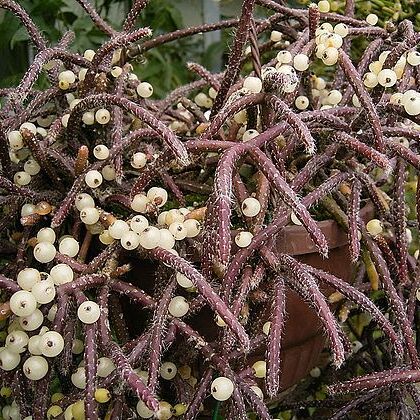 Rhipsalis unspecified picture
