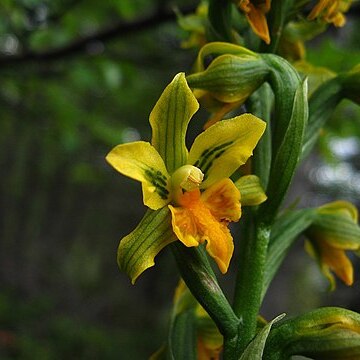 Gavilea littoralis unspecified picture