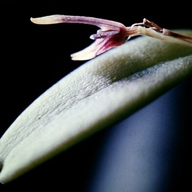 Acianthera miqueliana unspecified picture