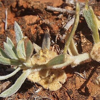 Maireana lobiflora unspecified picture