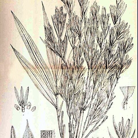 Thamnocalamus unspecified picture