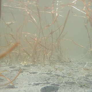 Potamogeton cheesemanii unspecified picture