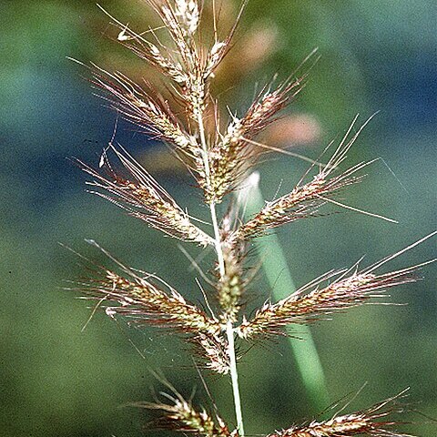 Echinochloa walteri unspecified picture