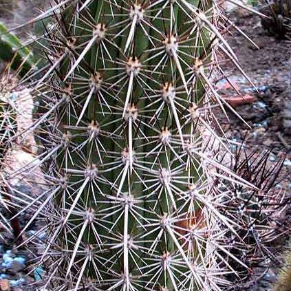 Haageocereus platinospinus unspecified picture