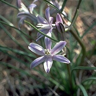 Androstephium unspecified picture