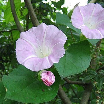 Calystegia pulchra unspecified picture