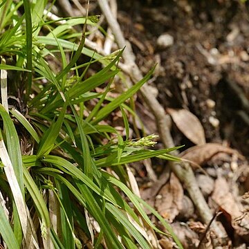Carex hashimotoi unspecified picture