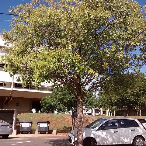Aspidosperma australe unspecified picture