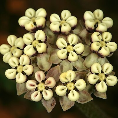 Asclepias fallax unspecified picture