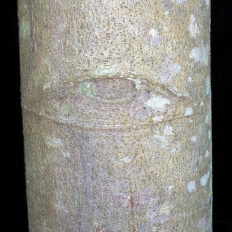 Alphitonia petriei unspecified picture