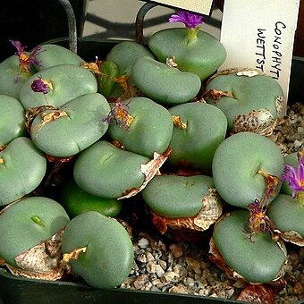 Conophytum wettsteinii unspecified picture